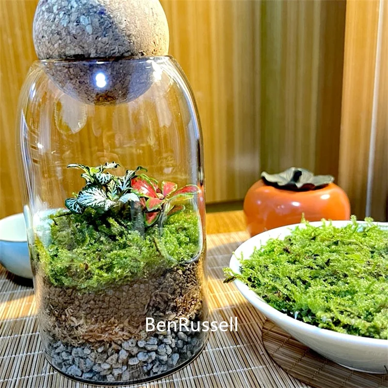Multipurpose Micro Landscape Glass Bottles Storage With Cork Lid Moss Bottle Glass Vase Seashells Storage Glass Terrarium 4