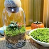 Multipurpose Micro Landscape Glass Bottles Storage With Cork Lid Moss Bottle Glass Vase Seashells Storage Glass Terrarium 4