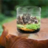 Glass Terrarium Mini Landscape Ecosystem Moss Plant Vase Bottle Planter Container Decor Home Office Garden Patios Creative Gifts 4