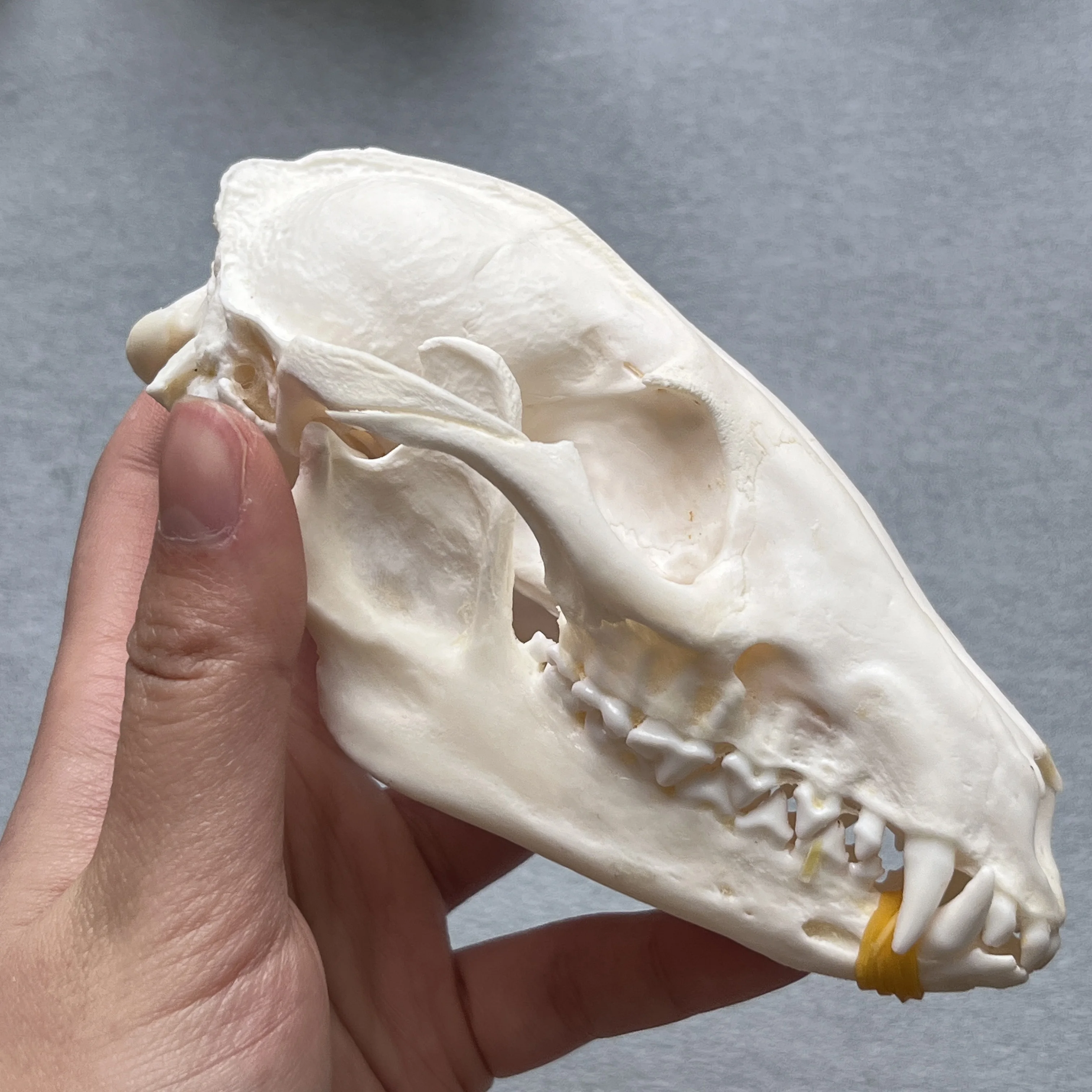 猿の頭蓋骨 骨格標本