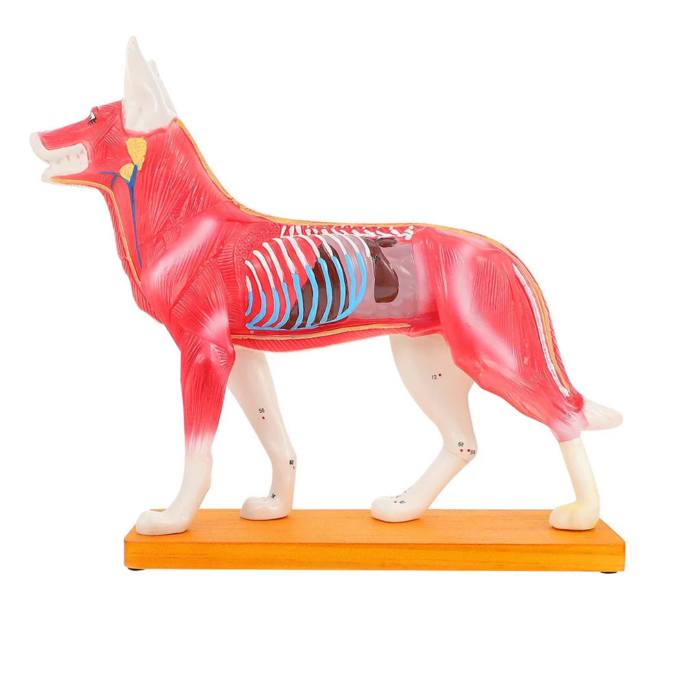 

Dog Acupuncture Model Canine Acupuncture Anatomy Model for Students Teaching