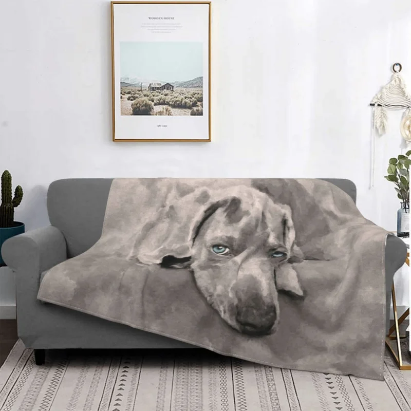 Weimaraner- ȥ ̵ , ö  , ޴ ϼ Ƽ  , ħ, Ȩ, ķ, 繫