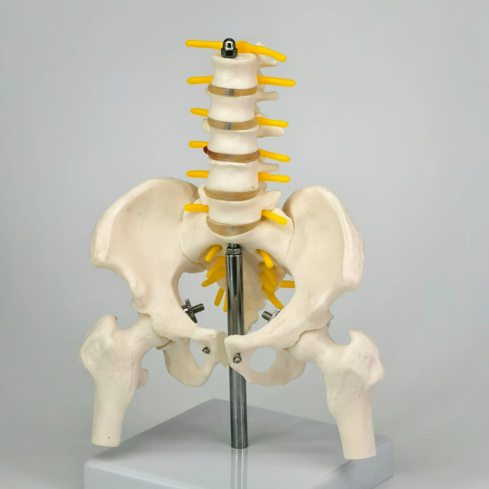 Pelvis and Lumbar Anatomy Model 5