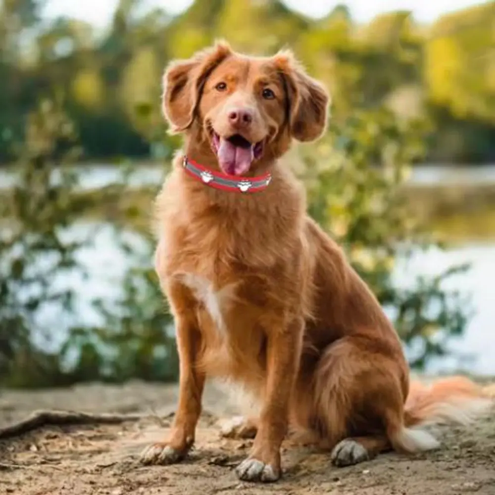 Leather Reflective Dog Collar Metal Buckle Soft Dog Footprint Collar Adjustable Decorative Dog Necklace Pet Daily Necessities