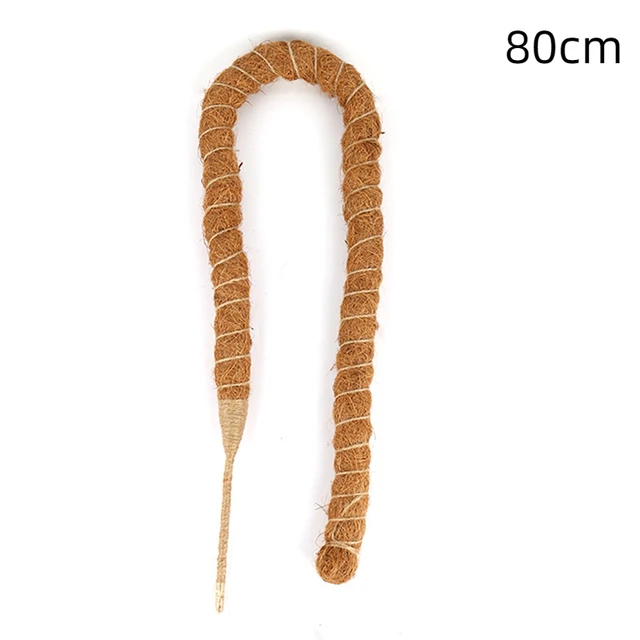 80cm