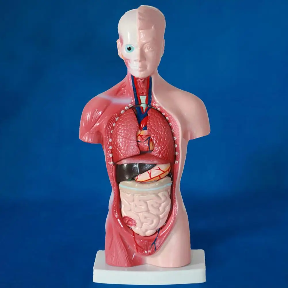 

Износостойкая анатомия, фигурка человеческого торса, модель органов, обучающий инструмент, легкое наблюдение, 15 шт./компл.
