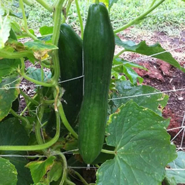 Uborka Nettó Növények Mászás Kerti Öregedésgátló-Korrózió Könnyű Telepítés Könnyen Használható Multifunkcionális - Image 2