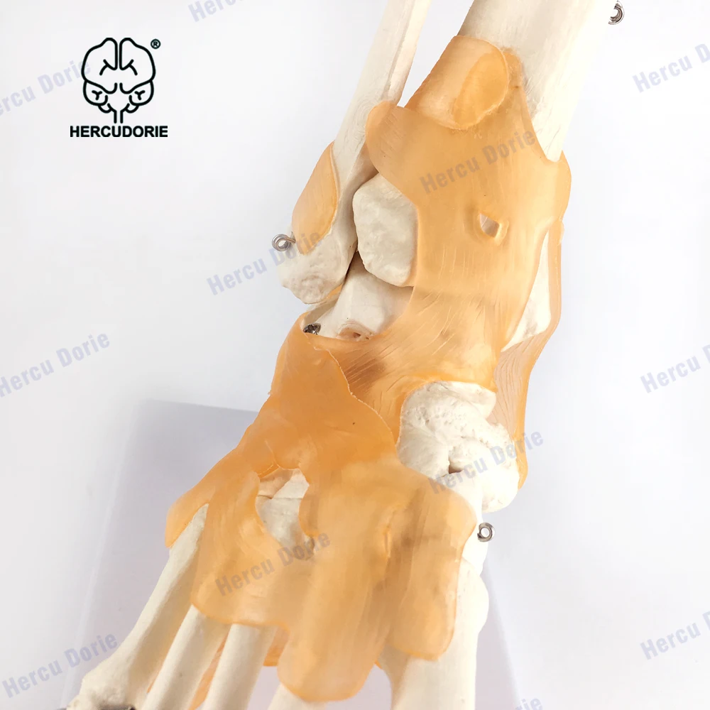 Foot Joint Model Human Foot Ankle Joint Model with Ligament Medical Science Life Size