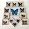 Real Insect Specimen Real Butterfly Holiday Gift Modern Simple Creative Desktop Decoration Picture Frame Specimen Birthday Gift 1