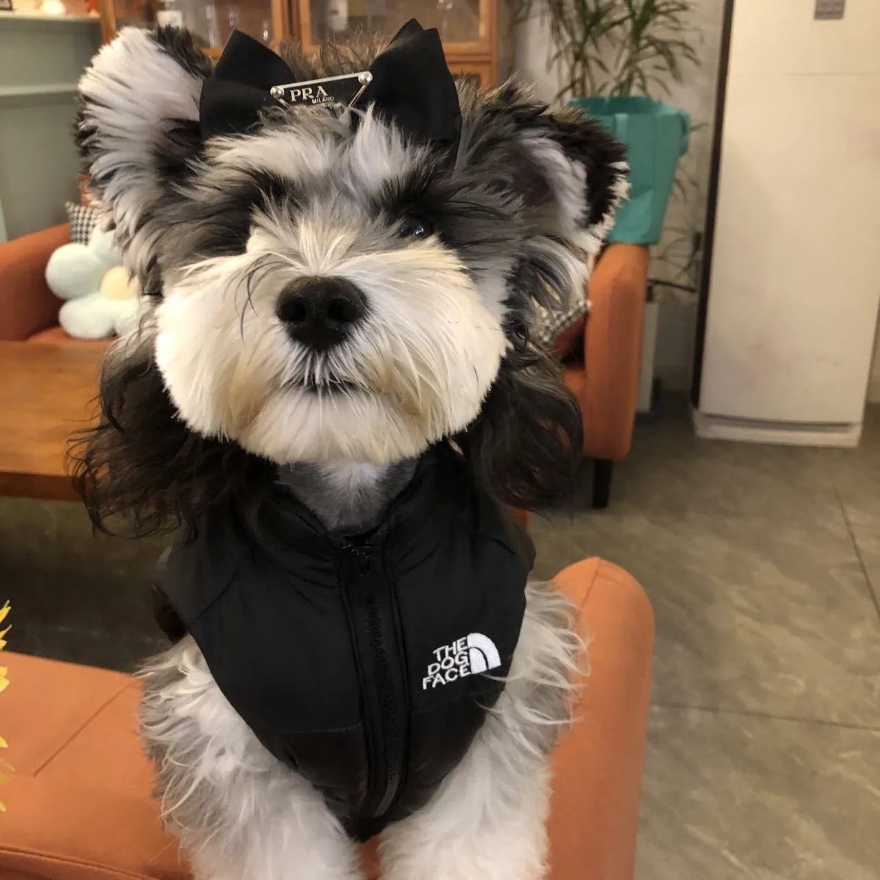 Luxury autumn and winter pet dog clothes Teddy Schnauzer dog