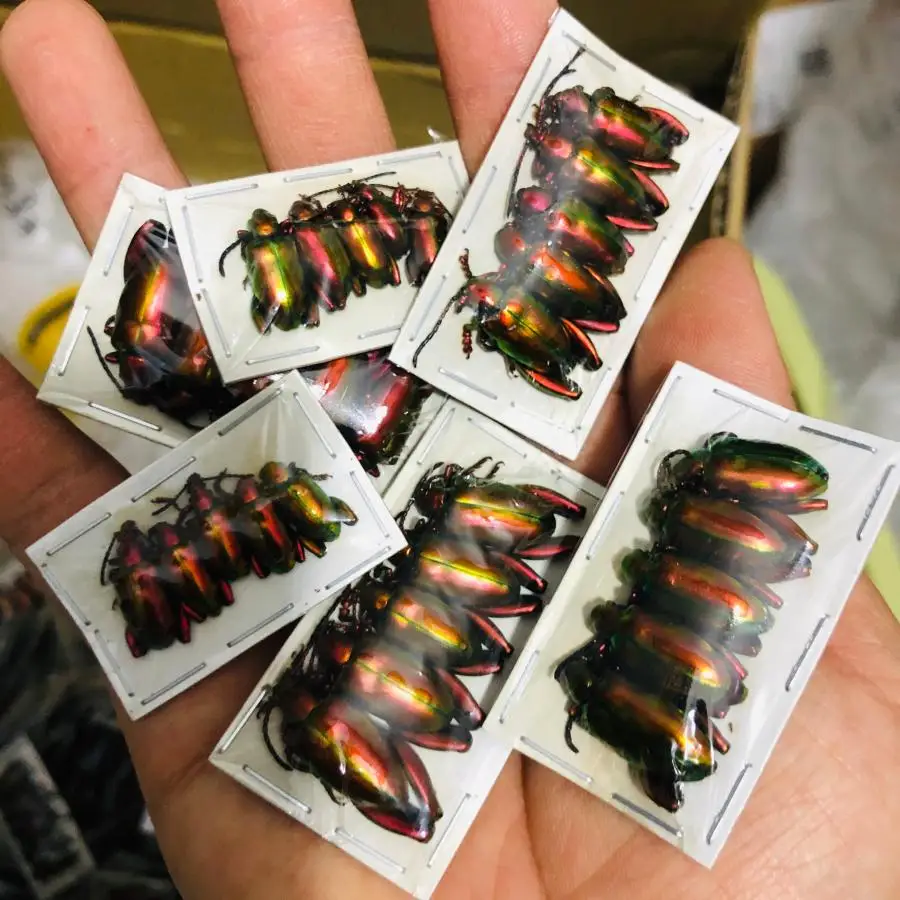 

Образец Red shin beetle Sagra longicollis frog leg goldenrod beetle образец Гидеона аксессуары для украшения дома фигурка