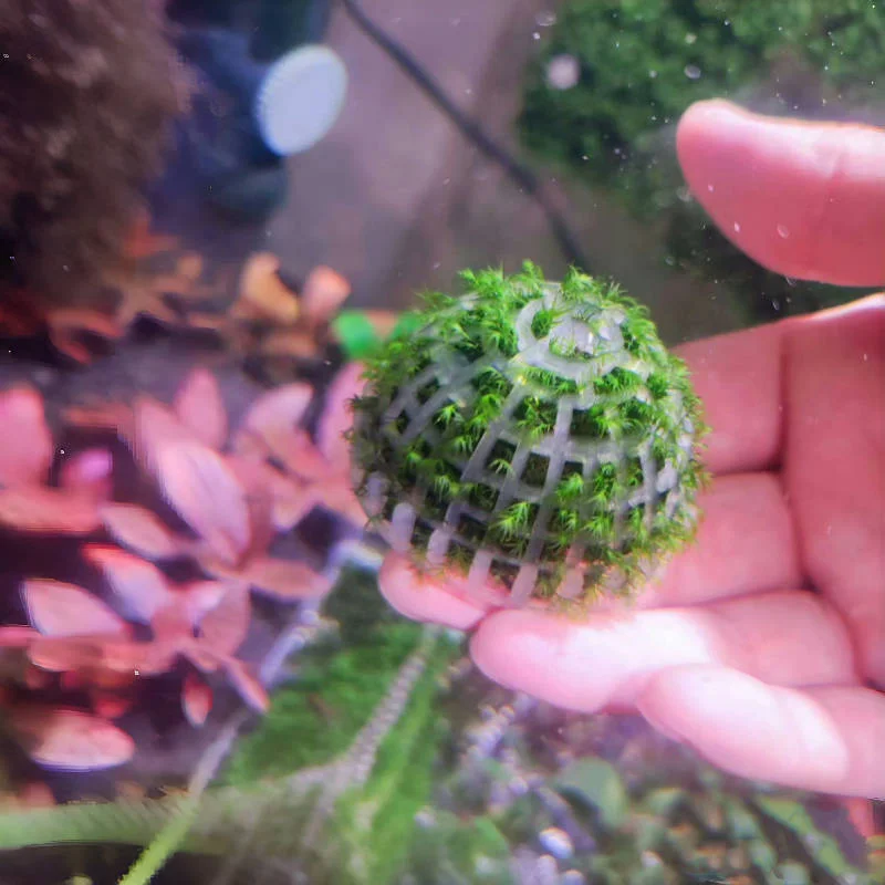 Aquarium Moss Ball Holder Set - Creative DIY Shape Former & Filter for Moss Plant