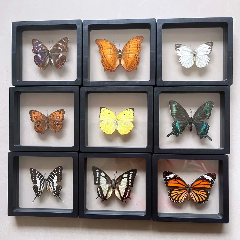 Real butterfly Specimen Photo Frame Rare Butterfly Ornament Gift Kindergarten Display Frame Hanging Picture Wall Decor butterfly specimen