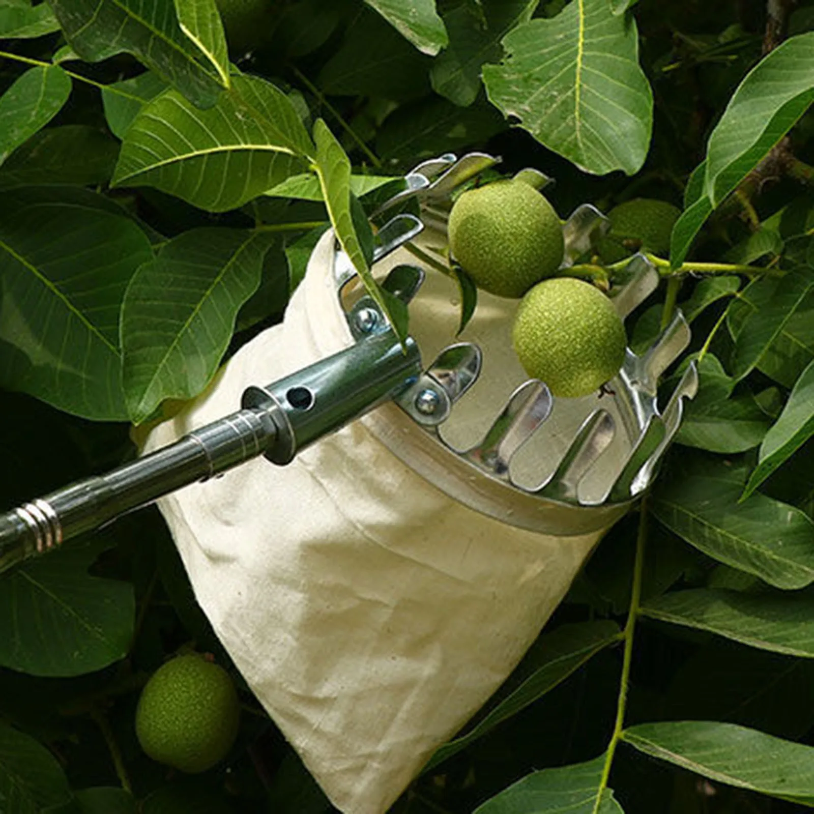 Outils de cueillette de fruits, 5 pieds, avec panier de ramassage,  jardinage, ferme, dispositif de cueillette, outil pour pommes, poire,  Orange - AliExpress