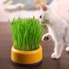 Grow Your Cat's Own Grass with This Reusable Hydroponic Planter Kit Horticultural Flowerpots Growing Bags For Planting 1
