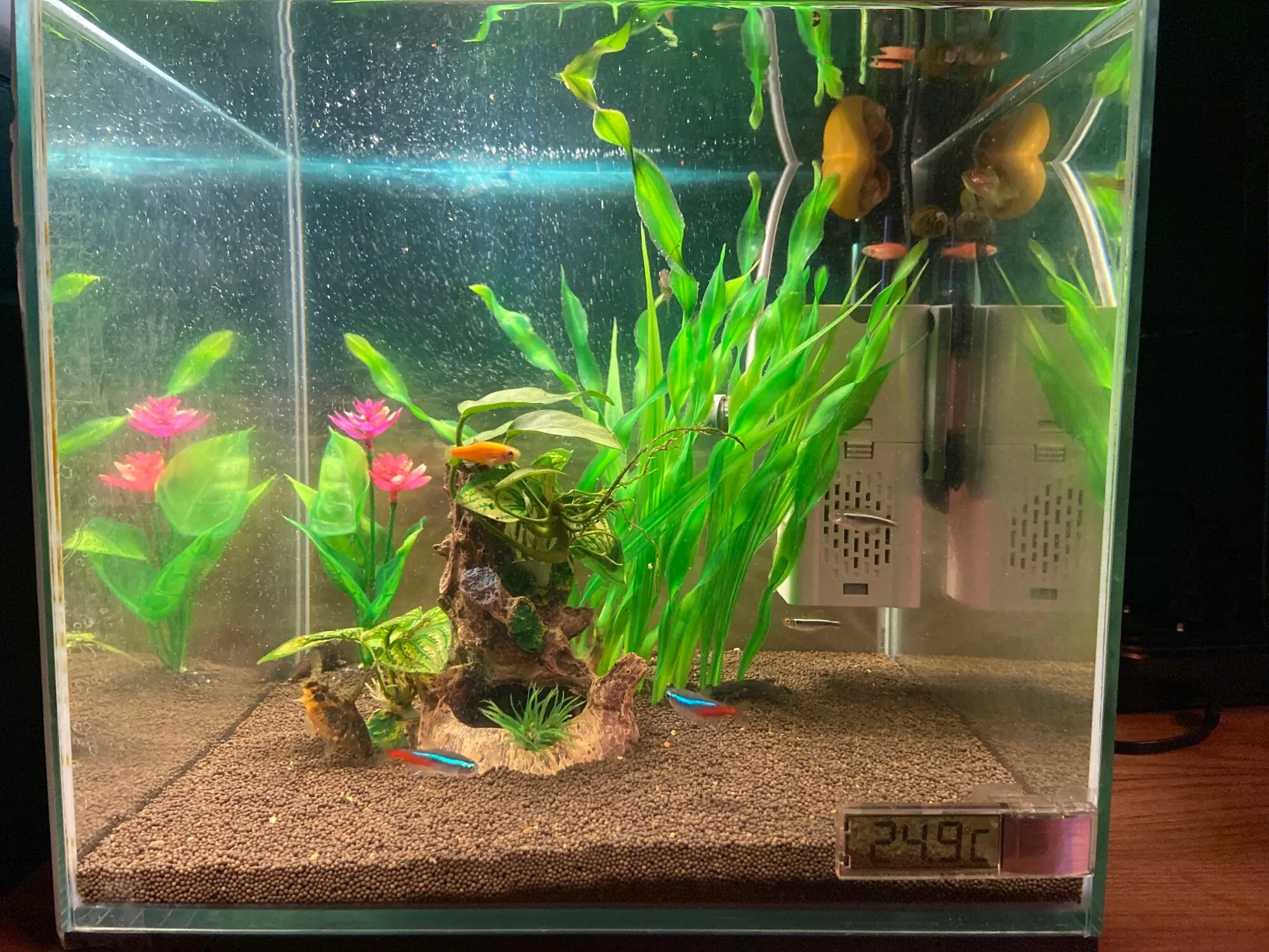 수중 세계 해저 배경 바다 해저 물고기 산호 수족관 물고기 탱크  초상화 사진 배경 사진 스튜디오