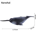 Narwhal