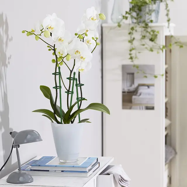 10/15 Darabos Növényi Tartó Tét Állítható Kerti Virágtartót Támogató Ketrec Gyűrűk Virág Paradicsom Zöldséghez - Image 5