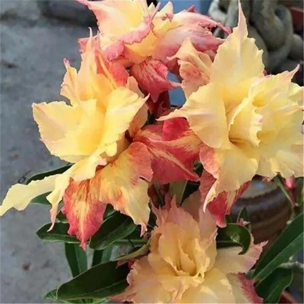 Sideboard Furniture for Desert Rose Flowers Plant Wood