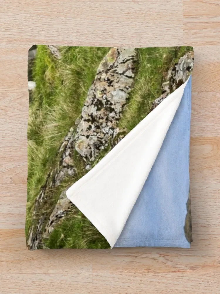 ȣ�� ���� ����� �� ������ ���, ���� �̺� ���� ħ��, ������ ���� ���