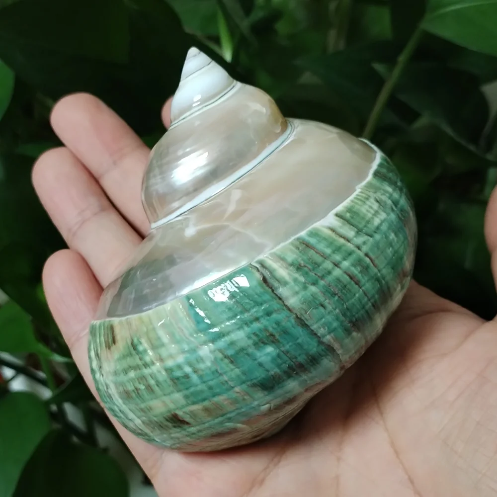8-9CM Green Turbo Shell Large Polished Pearled Turbo Petholatus Conch Specimen Fish Tank Aquarium Landscape Decoration DIY Craft