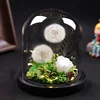 25*30cm Transparent Glass Dome Vase Home Deocration Diameter=25cm Height=30cm Different Base Cover DIY Gift Promotional Goods 1