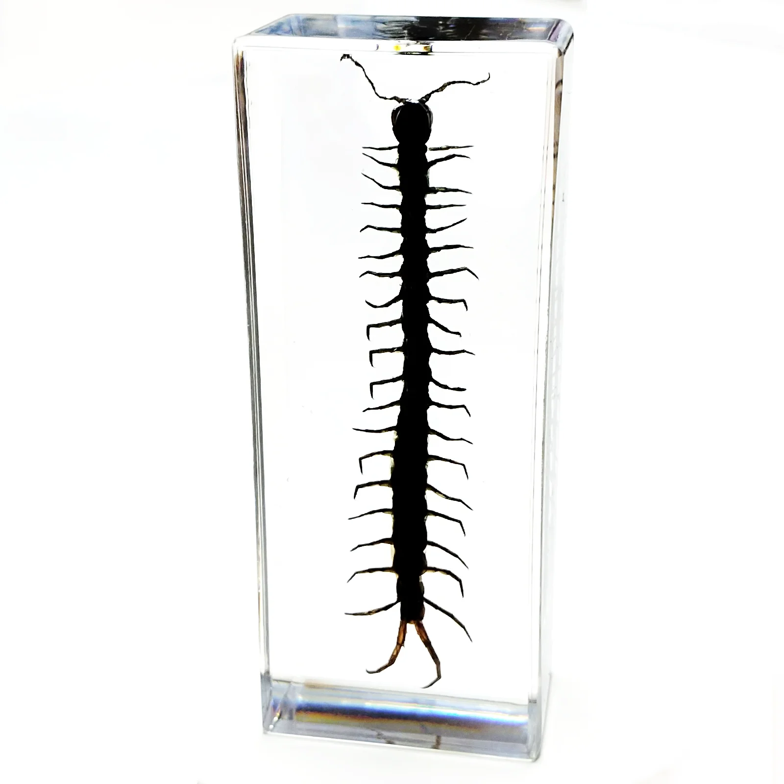 Large Insect Resin Specimen Collection for Science and Education Desk Ornament