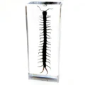 Centipede
