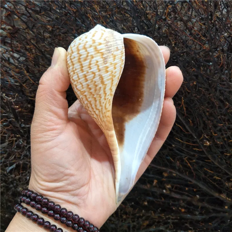 피코피스, 수족관용 파이프형 달팽이 조개껍질, 미니어처 풍경, 어항 장식, 독창..