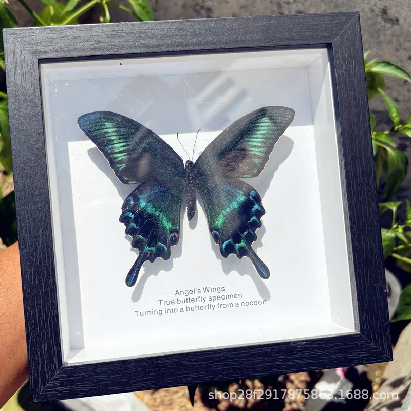 Real Butterfly Specimen, Butterfly Photo Frame, Home Decoration Photo Frame, Office Decoration Photo Frame, room decor, nordic