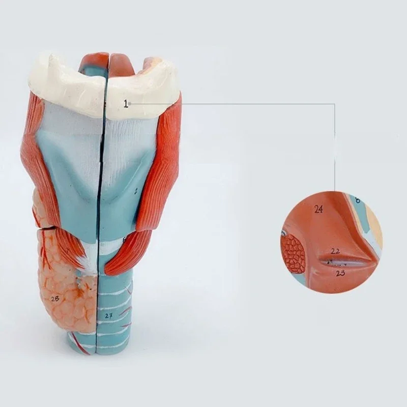 

2x Enlarged Human Throat Anatomy Model for Diseases Study, Anatomical Larynx Model Throat Anatomy Model Teaching Prop