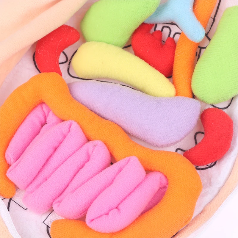 Kid Montessori Toys 3D Puzzle Human Body Anatomy Doll Body Organ Teaching Aid Science Learning Kits Children's Birthday Gift 1PC 5