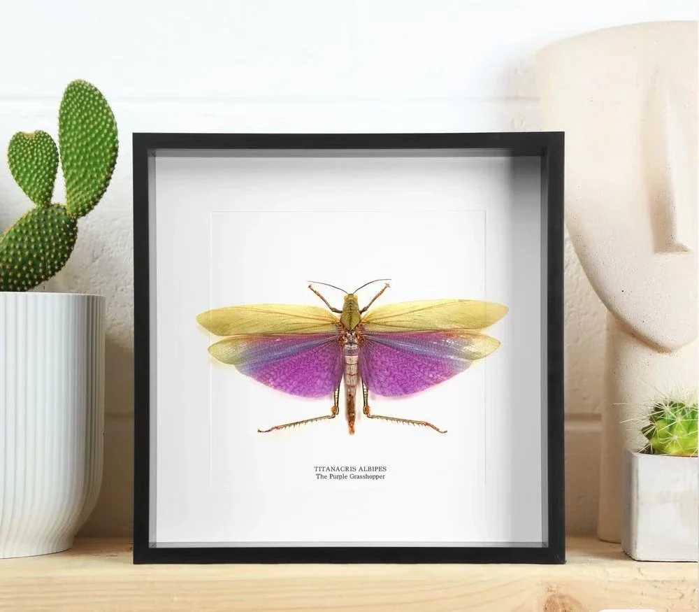 Real Moth Insect Grasshopper Specimen Teaching and Research Hobby Collection of Home Decoration Crafts Statues for Decoration 3