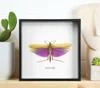 Real Moth Insect Grasshopper Specimen Teaching and Research Hobby Collection of Home Decoration Crafts Statues for Decoration 3