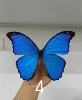 Real Butterfly Specimen Morpho Menelaus Big Blue Flash Butterfly Photo Frame Decorative Painting Ornament Birthday Gift Christma 6