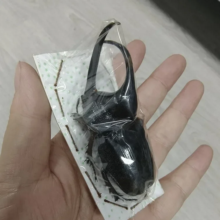 Insect Specimen of Real Beetle, Golden Turtle Insects, Beetle, Optional Spade, Teaching, Research, Photography Props 5