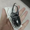 Insect Specimen of Real Beetle, Golden Turtle Insects, Beetle, Optional Spade, Teaching, Research, Photography Props 5