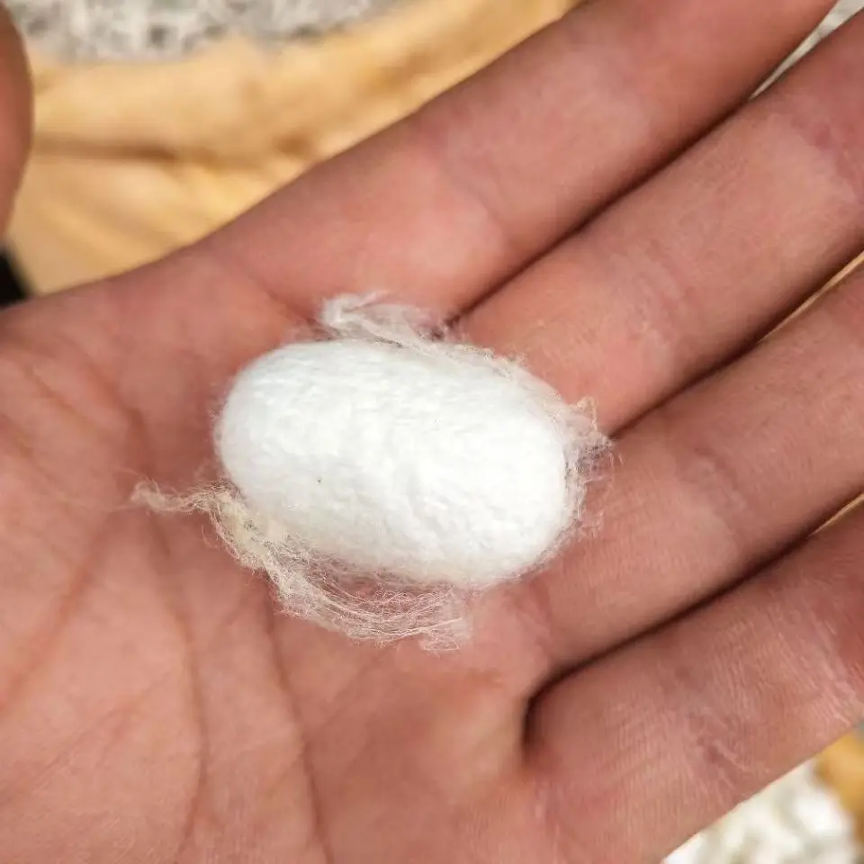 천연 누에고치 껍질 실크 원료 (150g=500개)