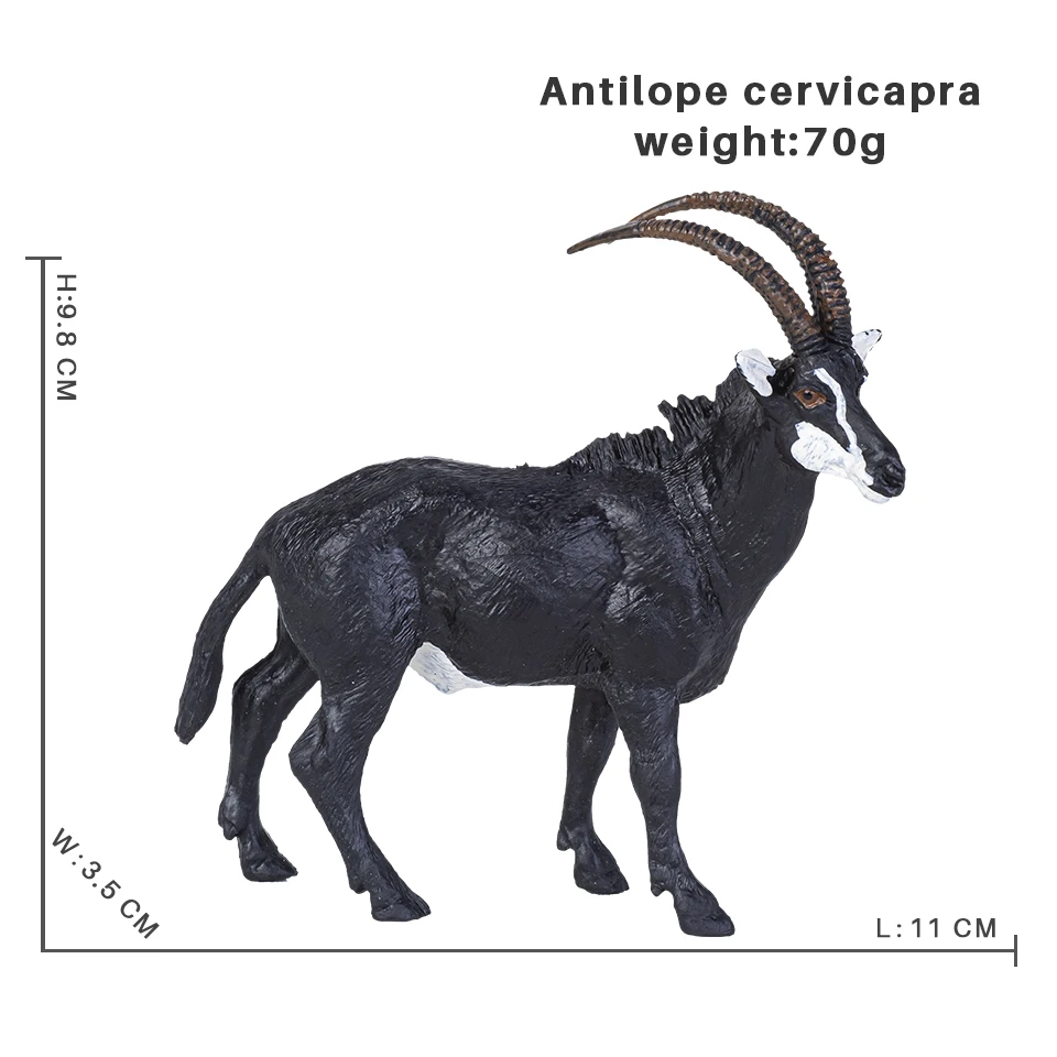 Antilope cervicapra