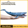 Blue Whale