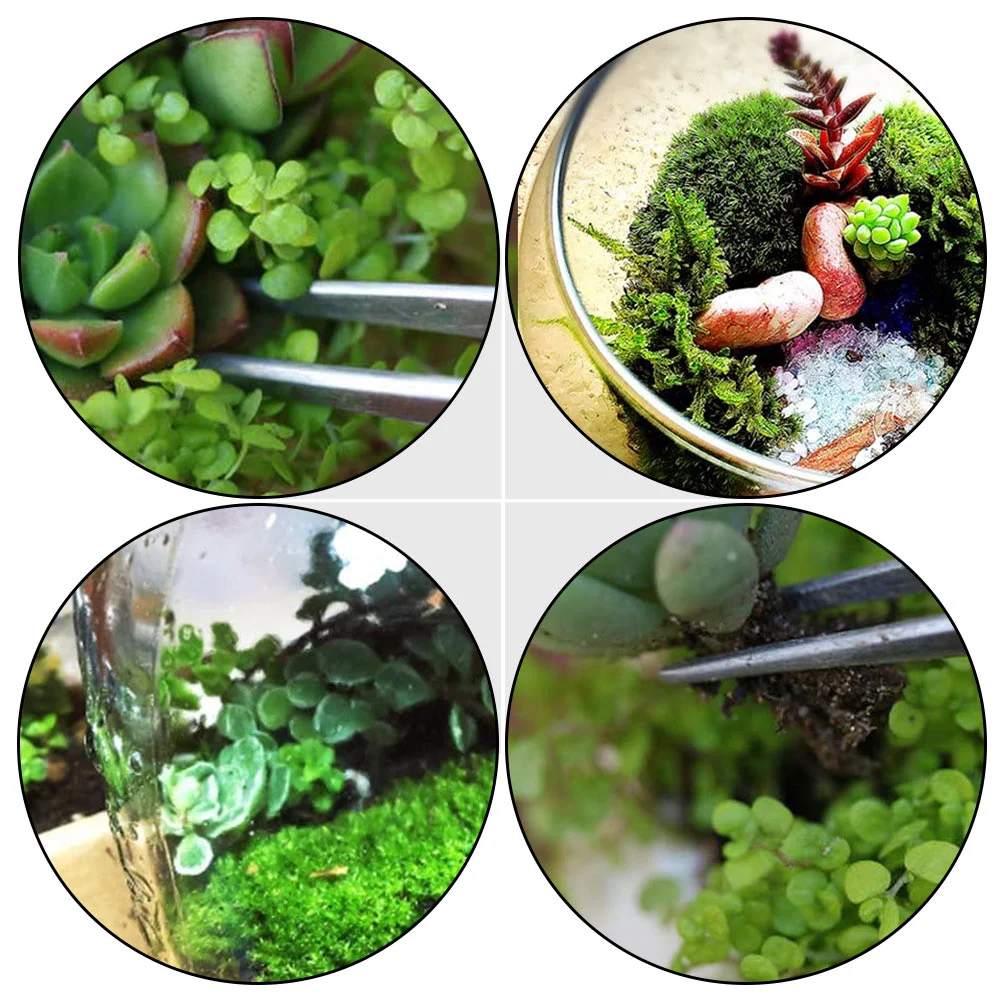 6 Pcs Tools Succulent Bonsai Tweezers Small Planting Gardening Accessory Silver
