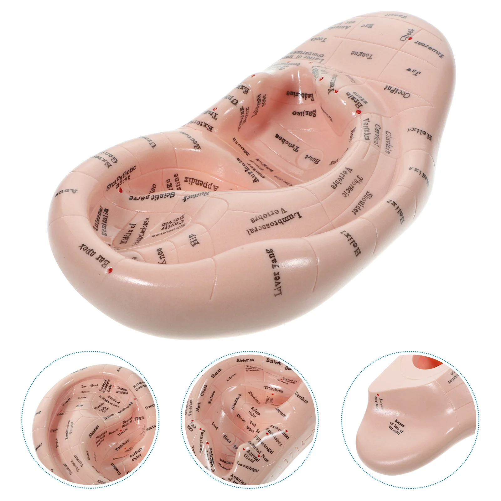 Auricular Model Emulation Ear Beads Kit Acupuncture Pvc Soft Glue Lettering Mold electronic pulse acupuncture electrotherapy acupuncture instrument household electric acupuncture apparatus electric family