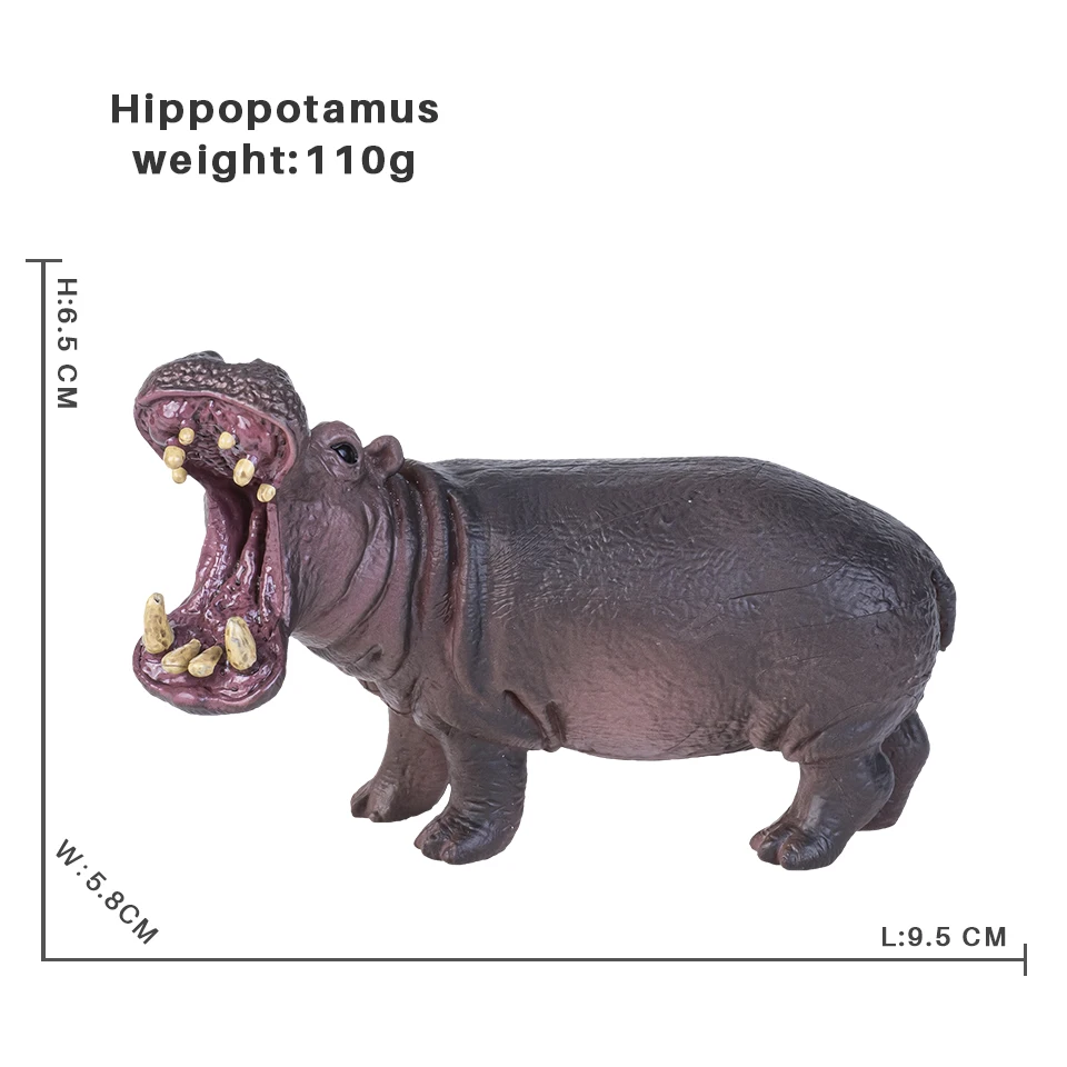 Hippopotamus