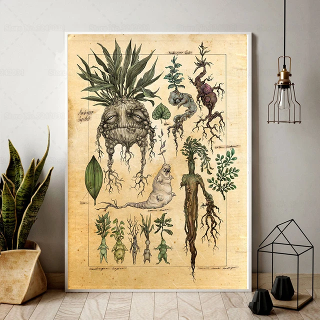 mandrake para pintar