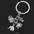 S5048 elephant tree