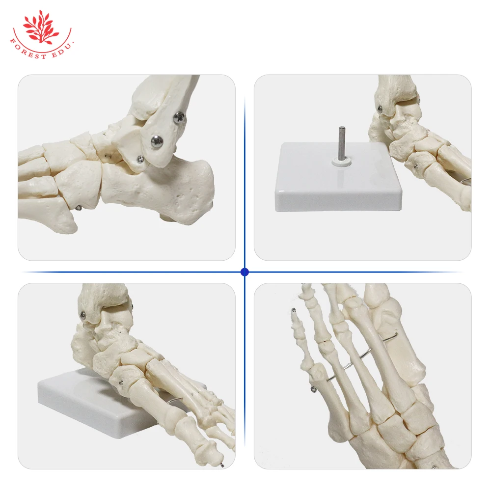 Skeleton Foot Model FRT027-1 Ankle Joint Life Size Toes Can Bend Medical Science Pure White Manual Production Anatomical Model