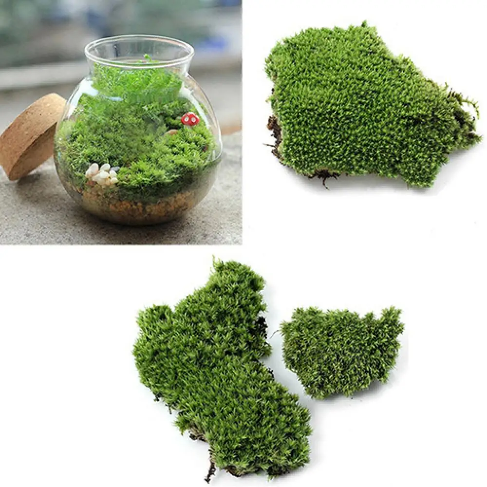 1Pc 5/8/10cm Decorative Faux Dried Moss Balls Green Plant Mossy Globes For  Home Garden