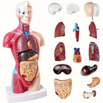 Detachable Human Organ Model 1