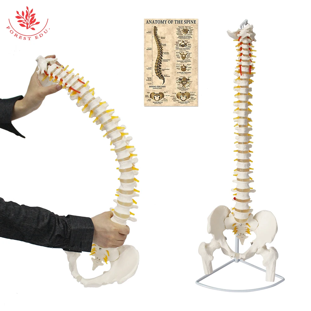 Anatomical Spine Model FRT014 Life Size Spinal Cord Include Vertebrae, Nerves, Arteries, Lumbar Column Medical Science