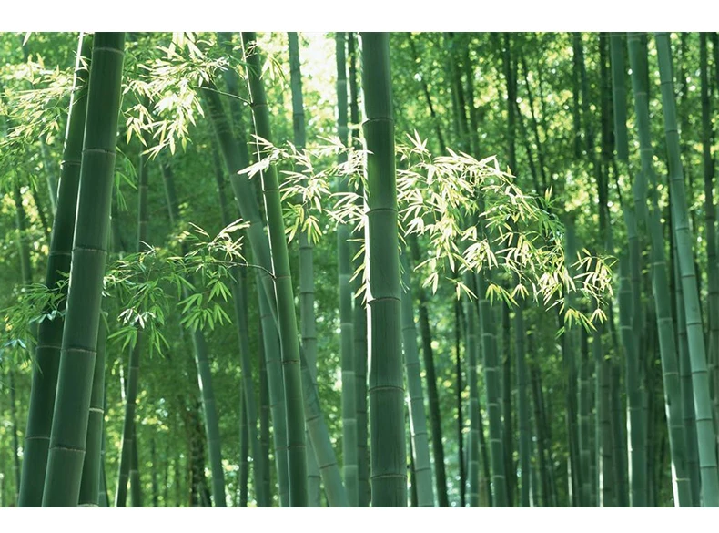 Высота бамбука максимальная. Как растет бамбук. Бамбук который растет. Бамбук мадагаскарский. Бамбуковые листья.